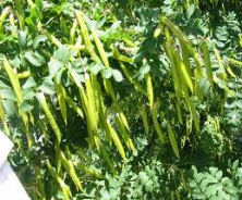 Siberian pea shrub seed