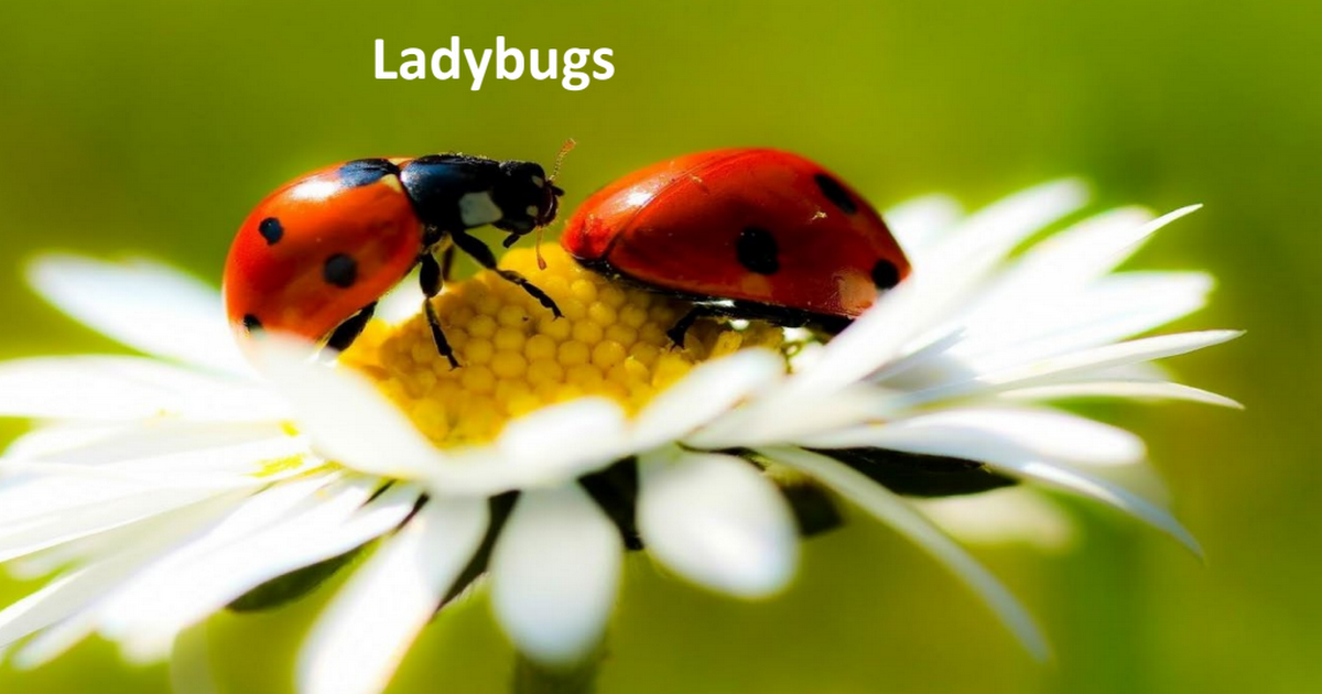 Ladybug PPT May Garden Day.pdf