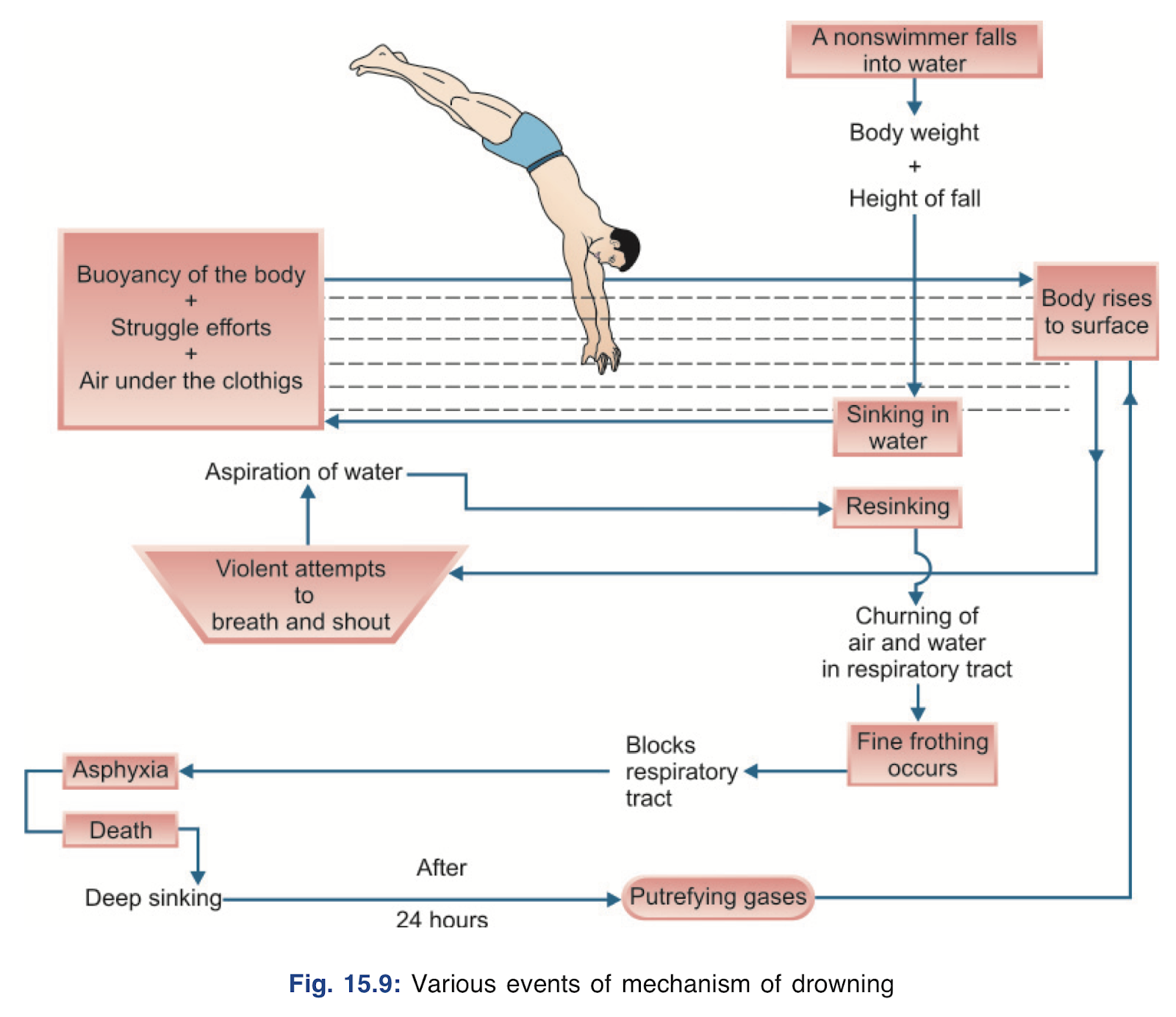 Various events of mechanism of drowning