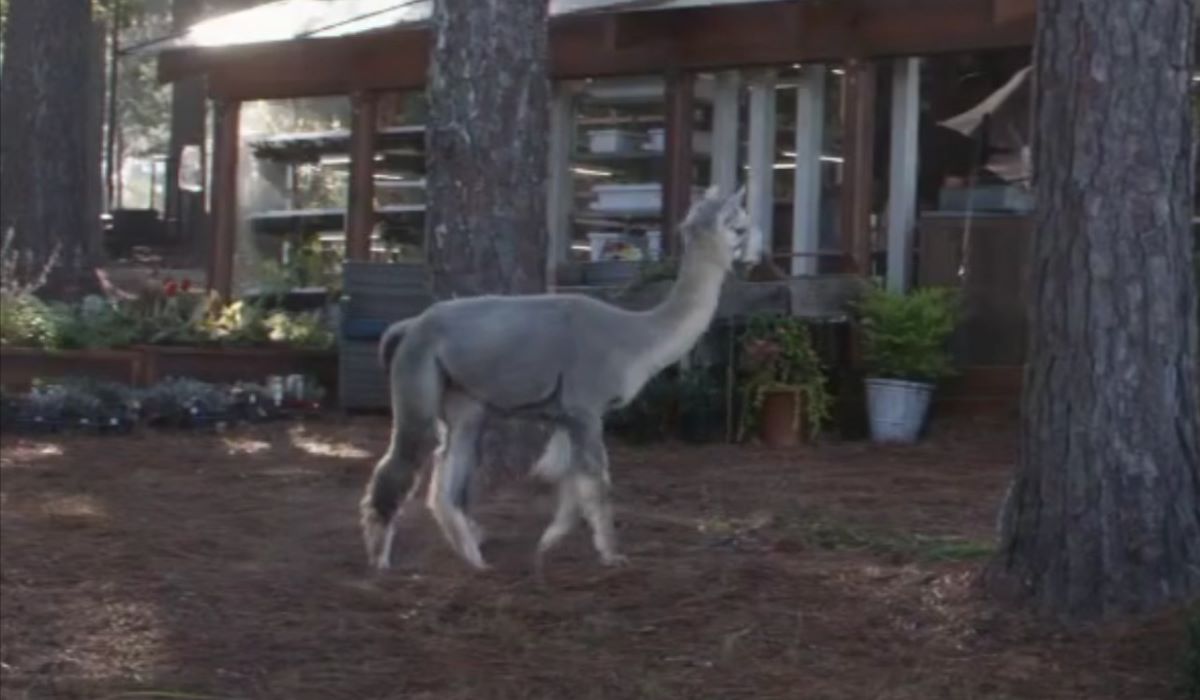 Iron man adapts an Alpaca camel 