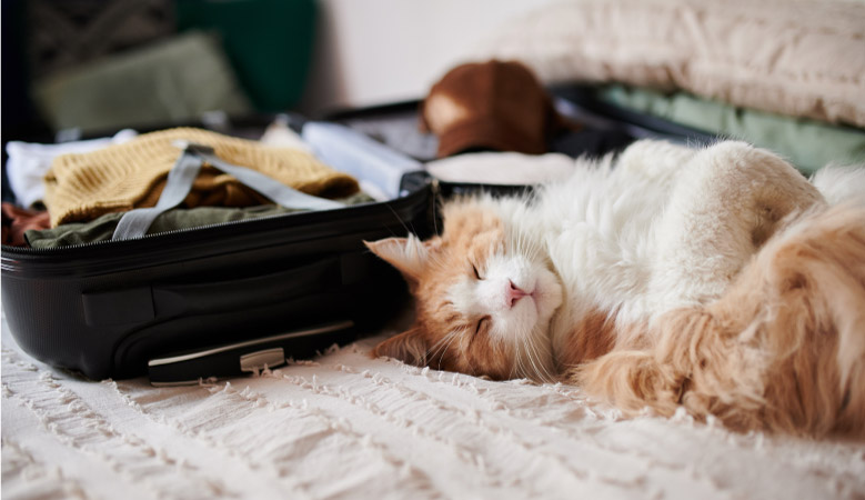 A cat sleeping on a bed beside an overnight bag of moving week essentials