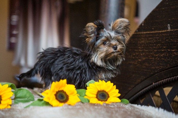 Border Terrier Vs American Hairless Terrier: Grooming Comparison
