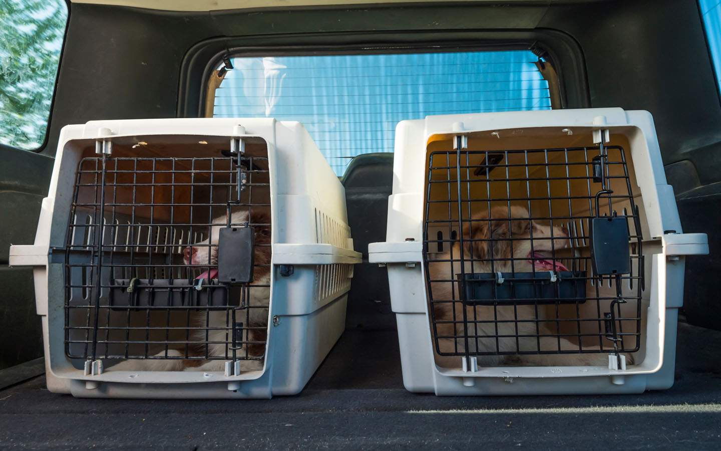 dogs sitting in crates in the back of pet friendly taxi dubai