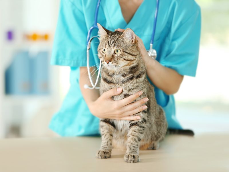 cat-vet-check-up