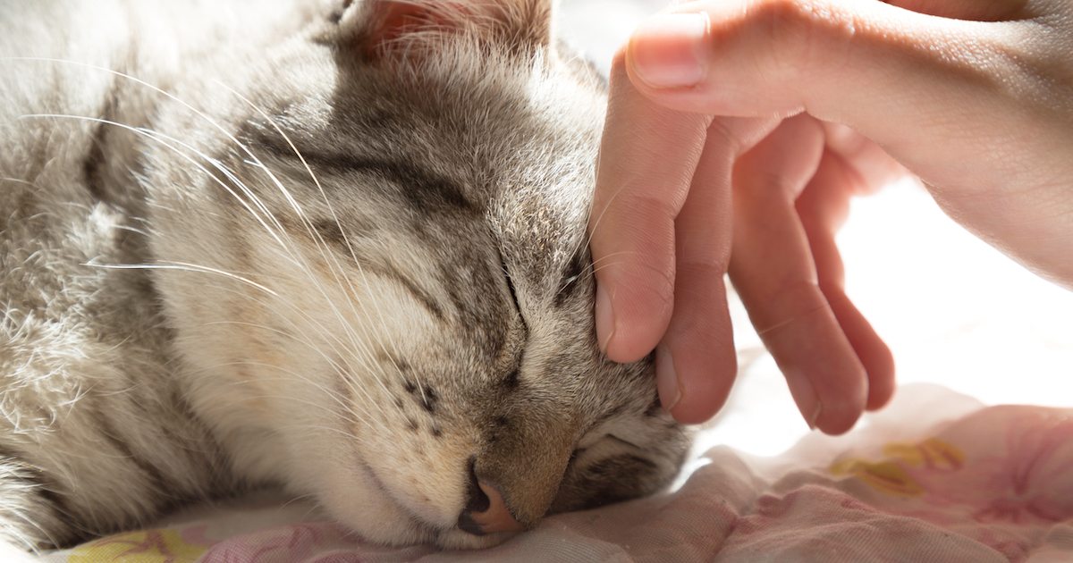 les chats clignent aussi des yeux pour d'autres raisons