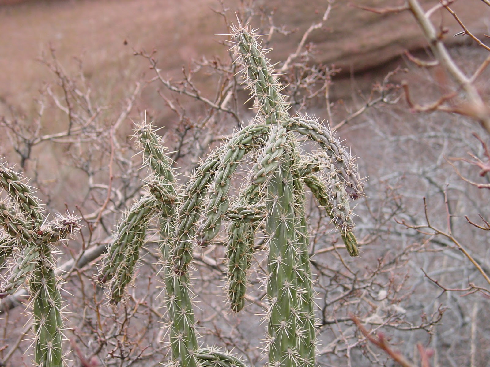 A thin cactus with prominent spikes.