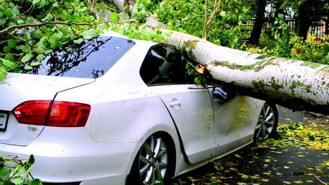 ต้นไม้หล่นใส่รถพังเสียหาย อุบัติเหตุจากภัยธรรมชาติ แบบนี้ประกันภัยรถยนต์ จะคุ้มครองความเสียหายหรือไม่ ? - Insure Friend Broker - 