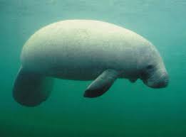 Image result for manatee