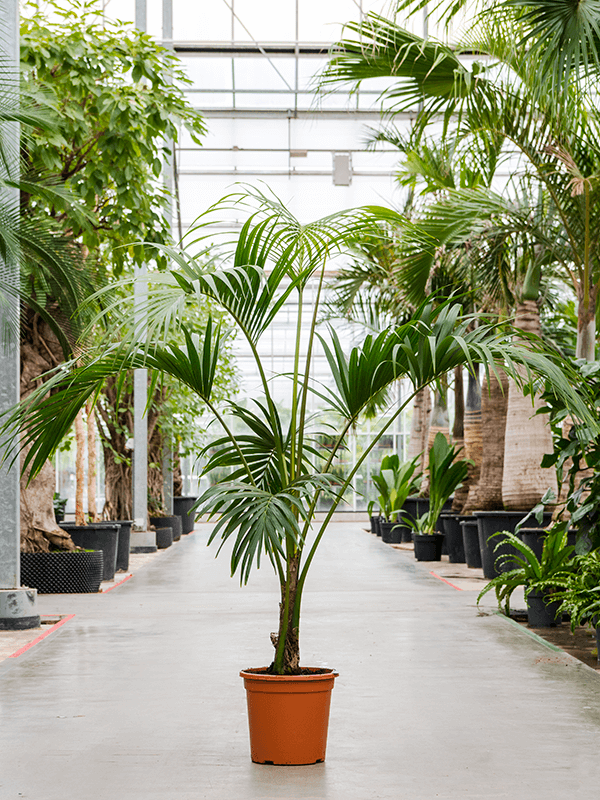 Paradise Palm (Howea belmoreana)