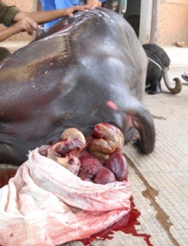 Uterine prolapse in a buffalo with prolapsed intestines through the uterine rupture.