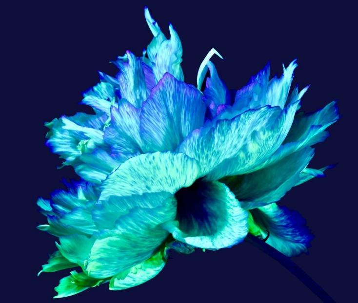 Une image contenant plante, fleur, pétale, bleu

Description générée automatiquement