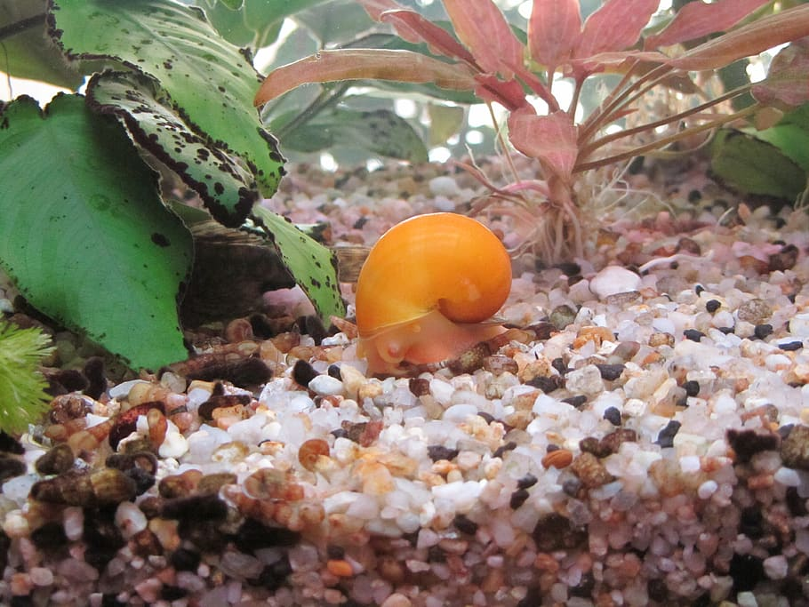 Curb Snail Invasion