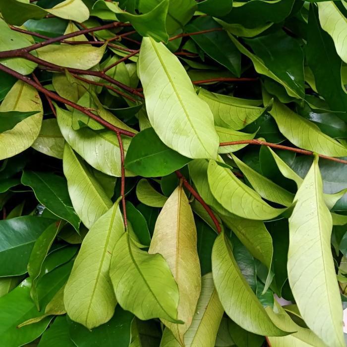 daun pohon gaharu
