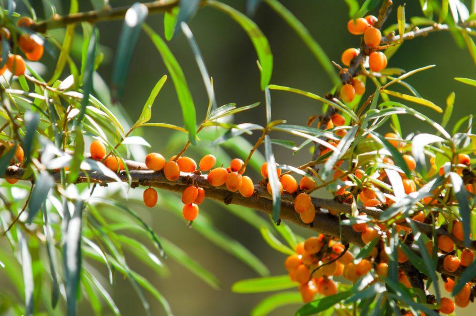 A group of oranges hanging from a tree

Description automatically generated