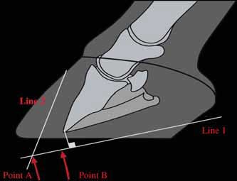 A schematic representation of a lateral radiograph of a foot with dorsal capsular rotation. Line 1 is drawn approximately parallel and about 15 mm distal to the solar surface of the distal phalanx. Line 2 is drawn parallel and approximately 15–18 mm dorsal to the parietal surface of the distal phalanx. Point A at the intersection of line 1 and line 2 is the furthest dorsal point the toe of the shoe should be set. Point B is approximately 6mmdorsal to the dorsal margin of the distal phalanx and is the approximate location of the point of breakover. 