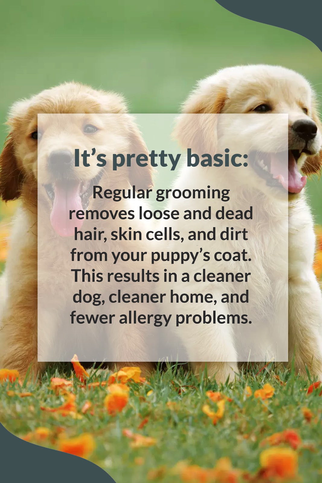 regular grooming for dogs
