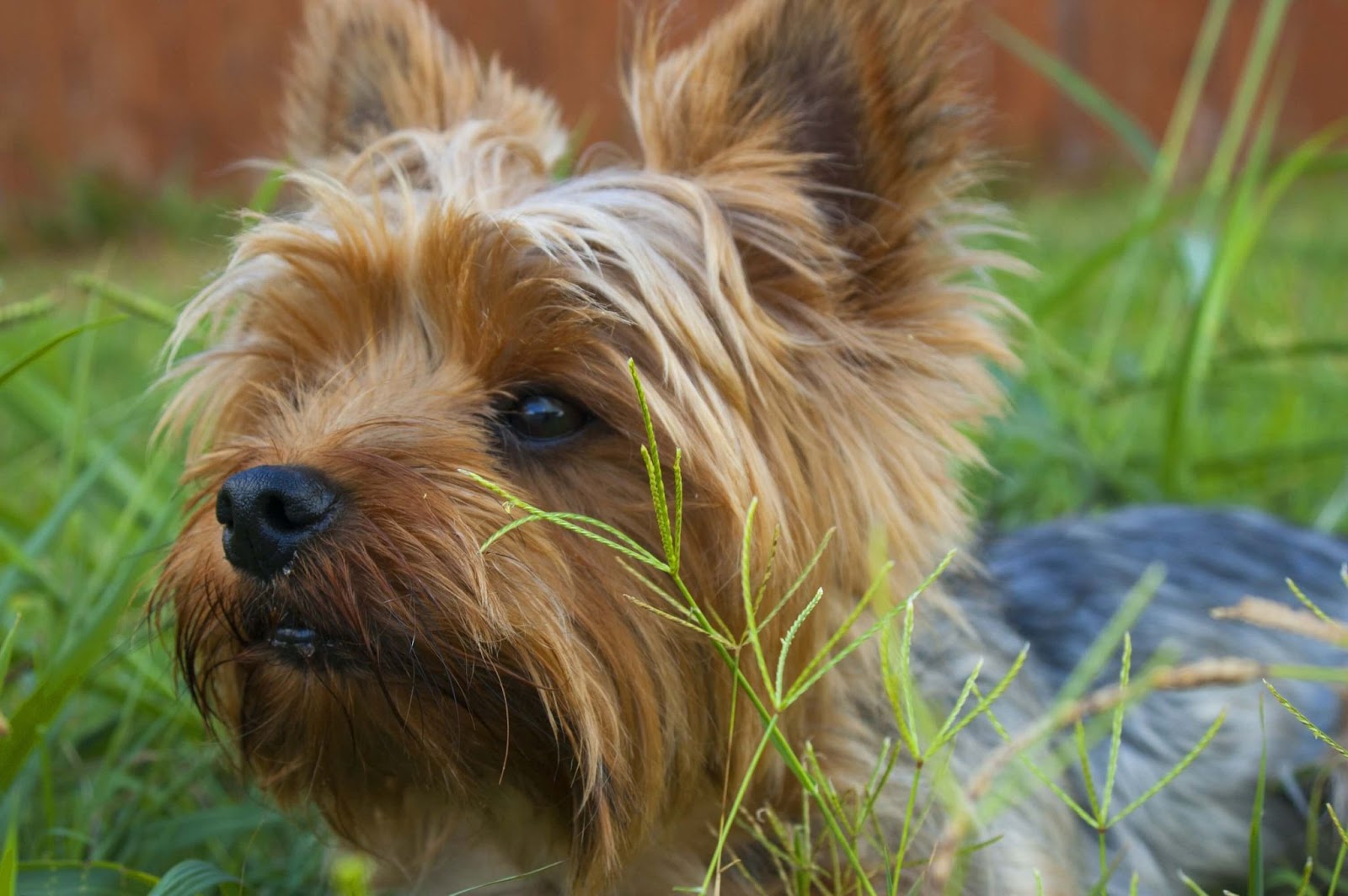 Why Are Yorkies So Mean?