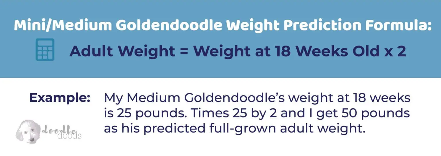 full grown f1b goldendoodle