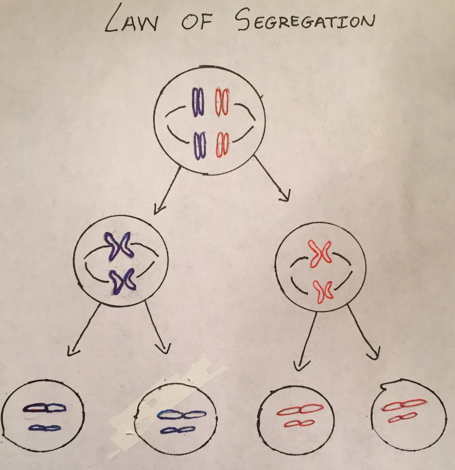 Law_of_Segregation.jpg