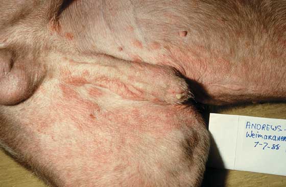Papules and plaques resulting from contact hypersensitivity in a 3-year-old male Weimaraner