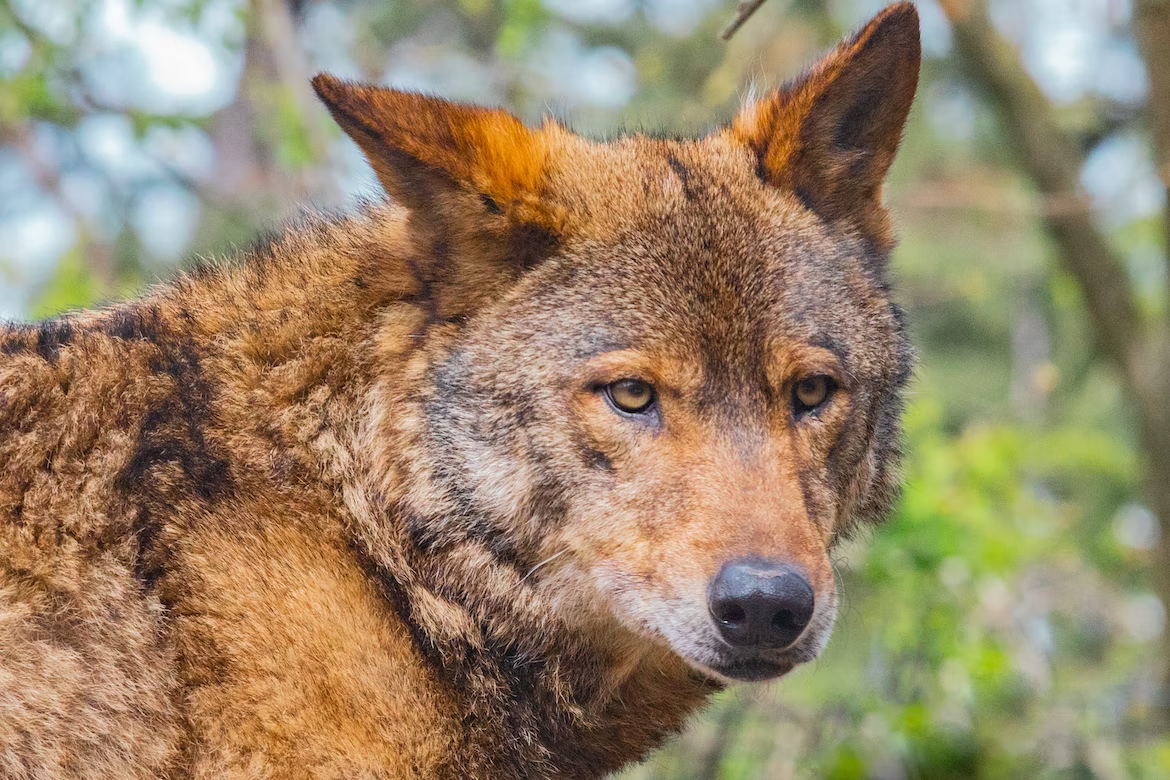 Closeup of a red wolf with one ear tilted a bit.