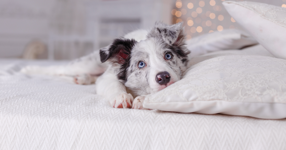 anxious puppy in room