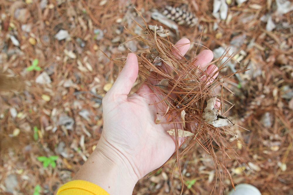 Get rid of pine needles