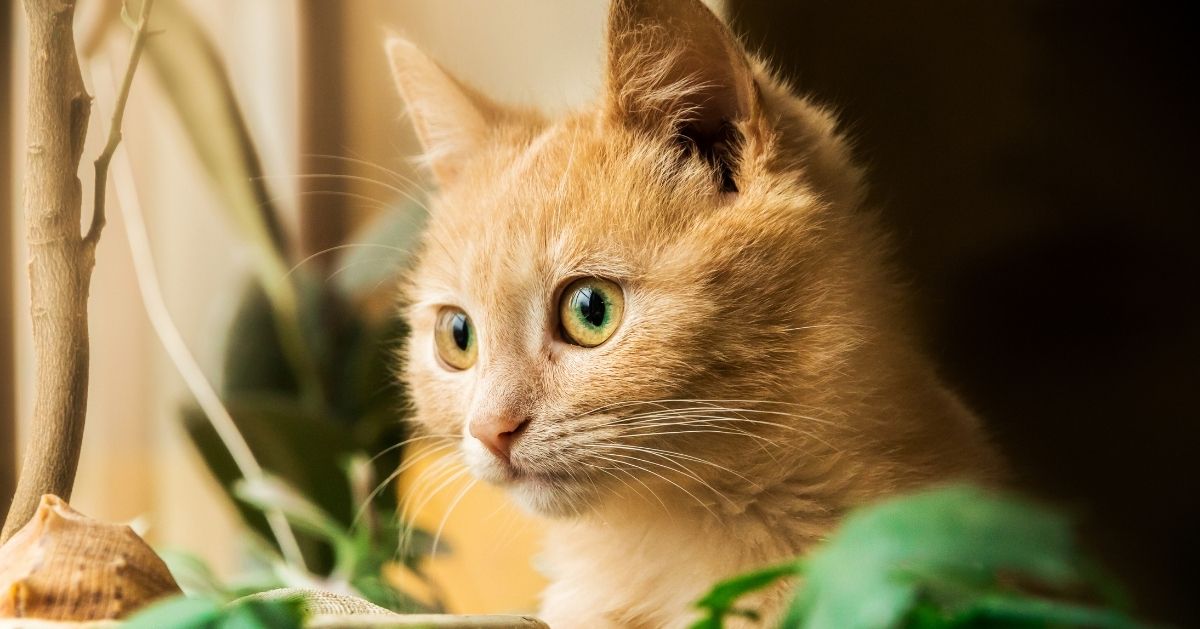 certaines plantes sont toxiques pour les chats