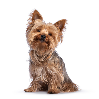 border terrier vs yorkshire terrier: Differences