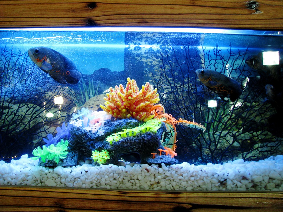 Your First Aquarium: How to Get Started