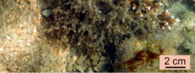 Acanthophora (Spiny Sea Plant)
