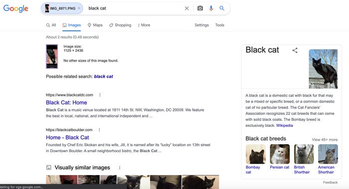 image search of cat