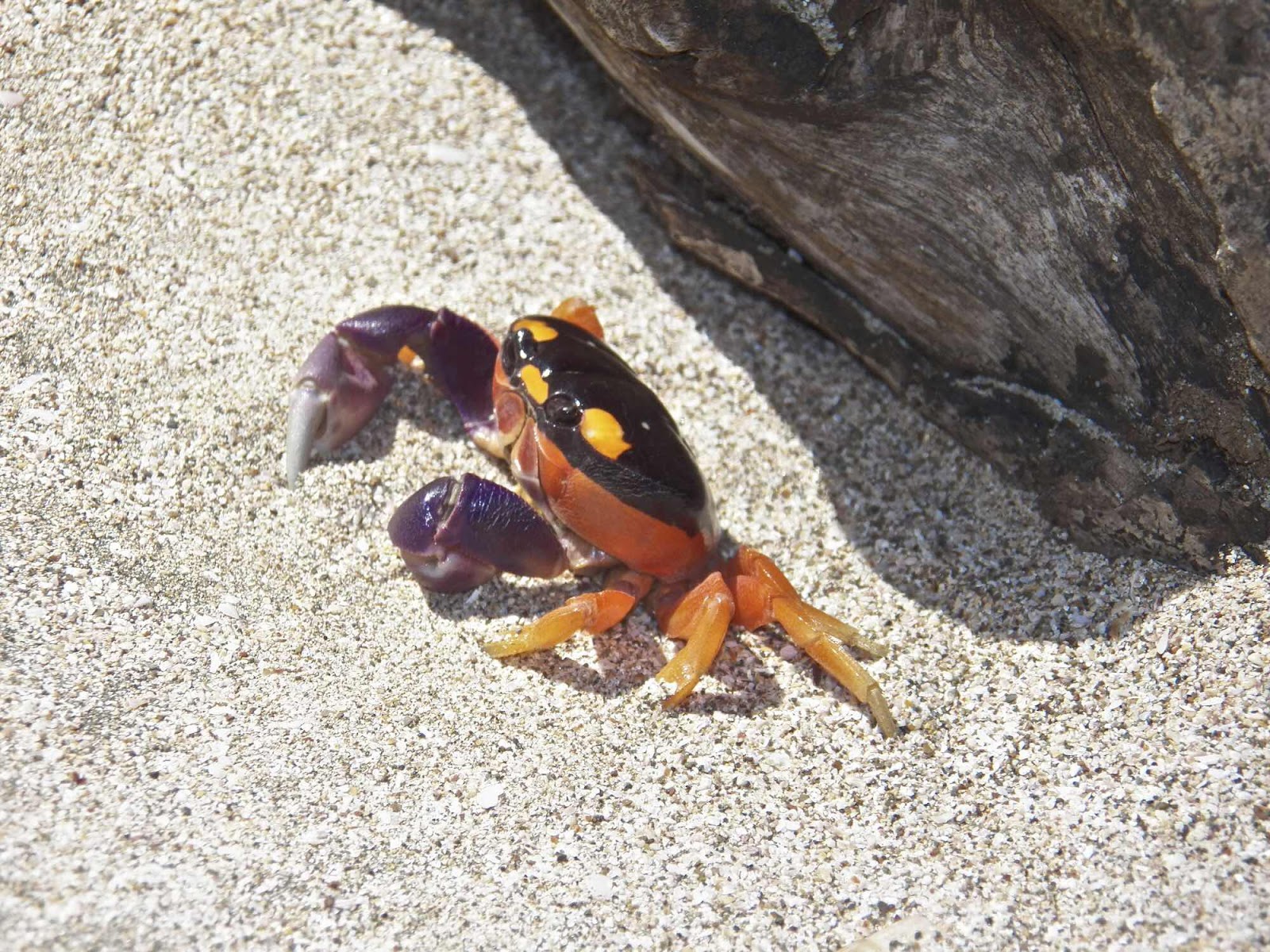 Las Baulas, Crab, Costa Rica