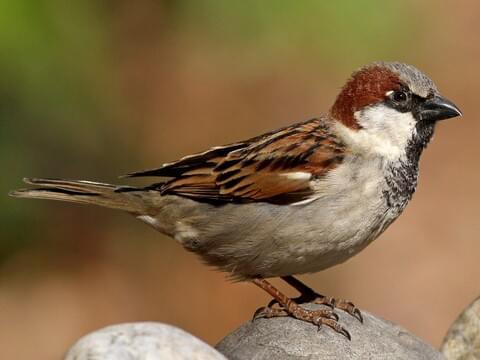 House Sparrow Breeding male