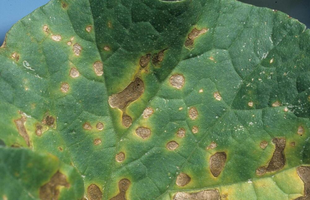 pumpkin leaves diseases with pictures 