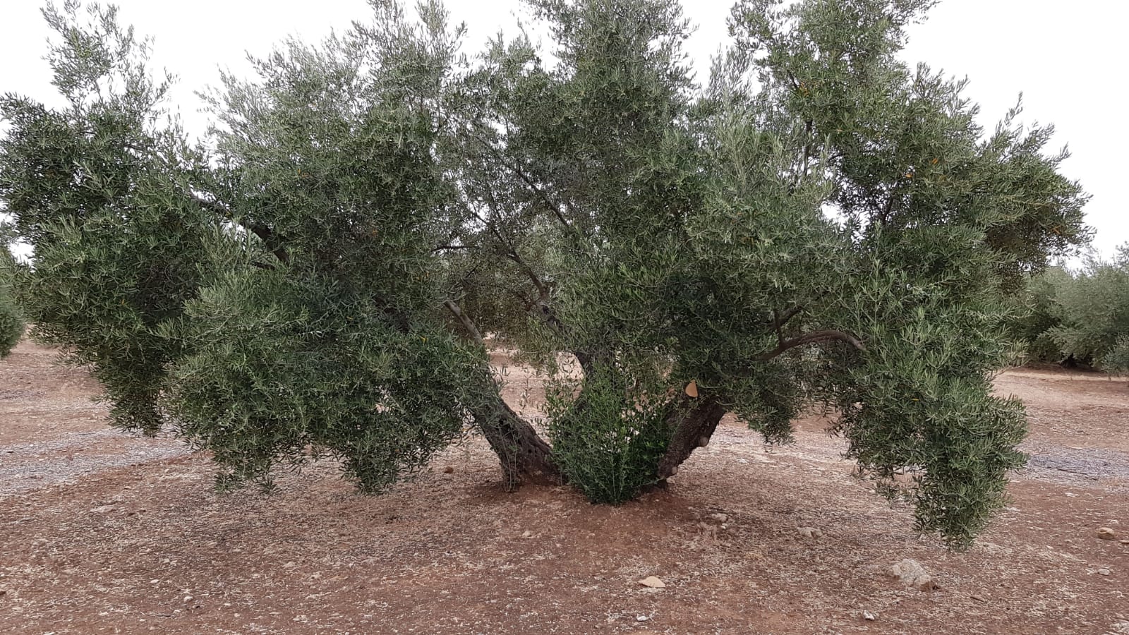 centennial picual olive grove 3 feet. ESAO Olive Grove Management
