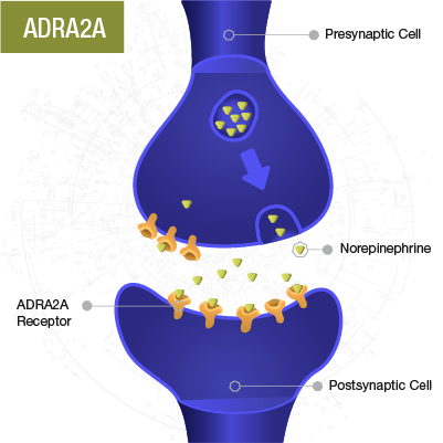 The ADRA2A gene