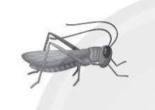 A grey bug with long legs

Description automatically generated