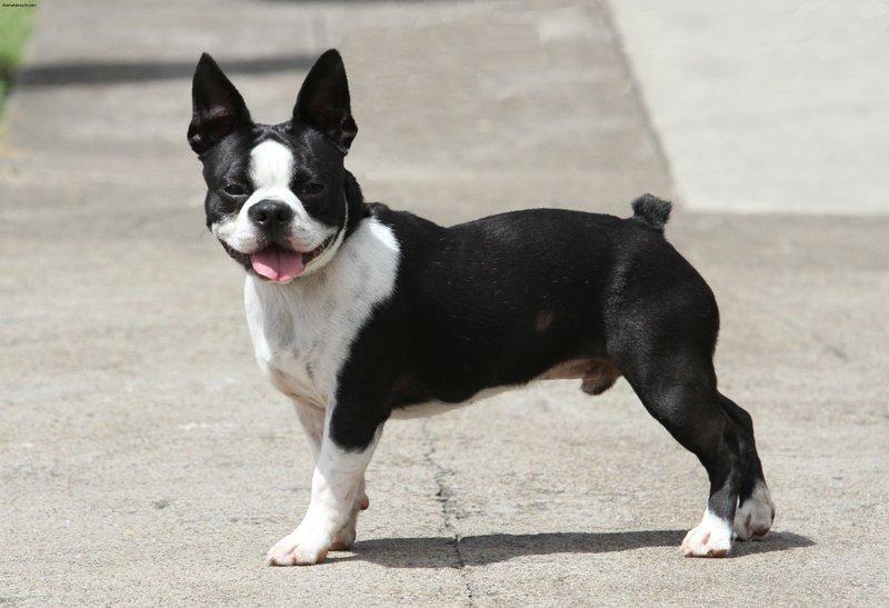 Бостон-терьер: фото, цена и описание породы собак