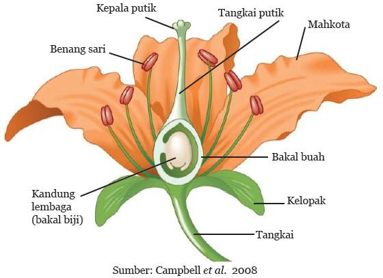 BAB 3 Struktur dan Fungsi Tumbuhan SMPN 3 KONSEL