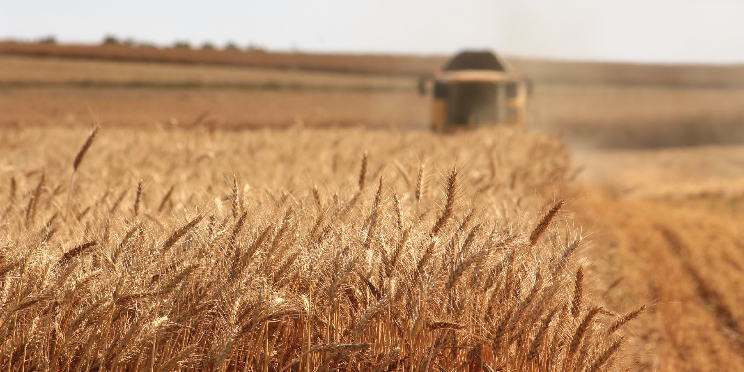 mature wheat crop being harvested