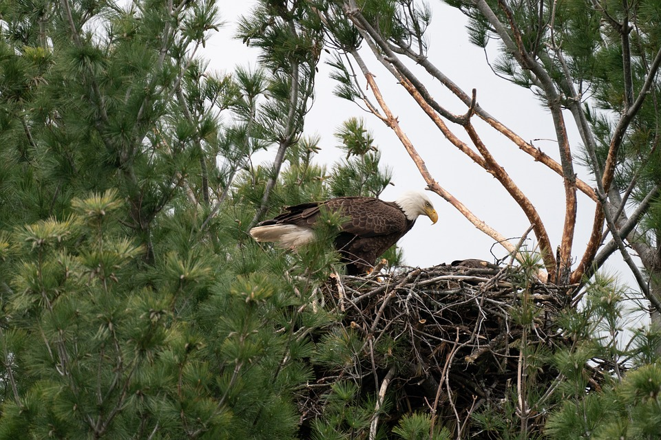 Bald eagle sitting on the edge of its nest in a pine tree.