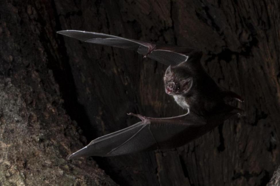 Vampire bats self isolate when they're sick, according to a new study. Photo by Sherri and Brock Fenton/Behavioral Ecology