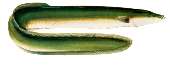 American Eel