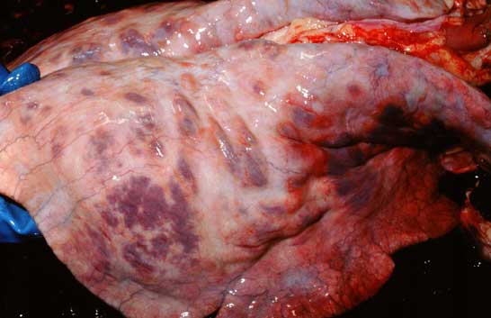 Photograph of lungs from a donkey with severe pulmonary fibrosis.