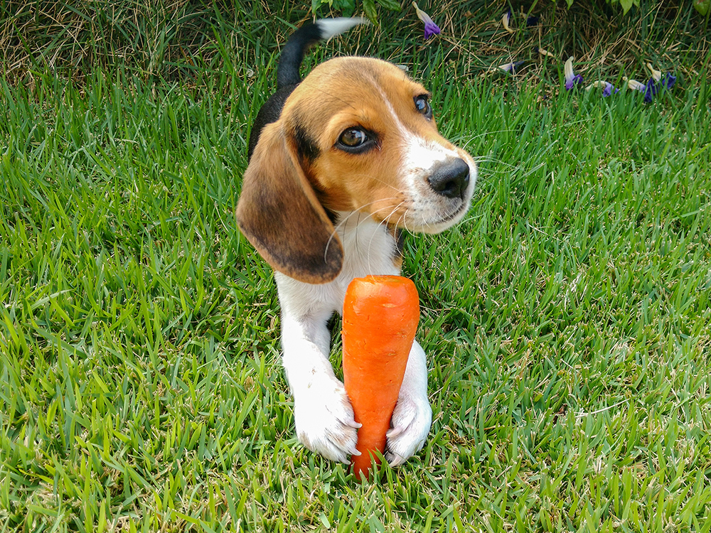Are Carrots Safe for Dogs?