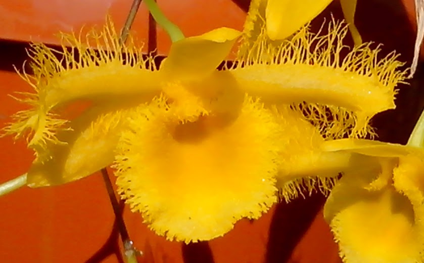 Dendrobium harveyanum Hooh_SoRGmttRErre5Dvrp4CV-XQDdRsZTwwcfkyfUI=w839-h520-no