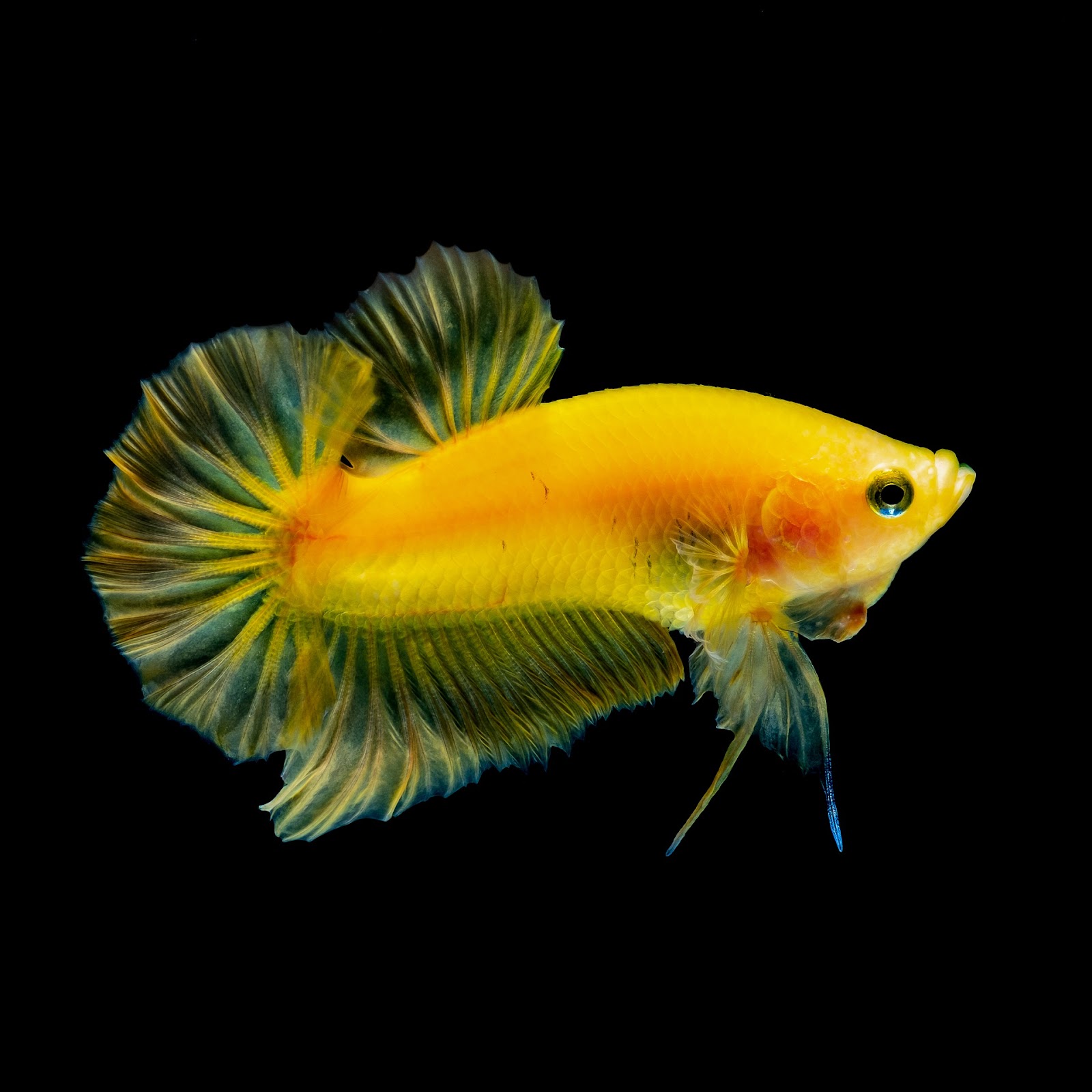 Peaceful betta deals