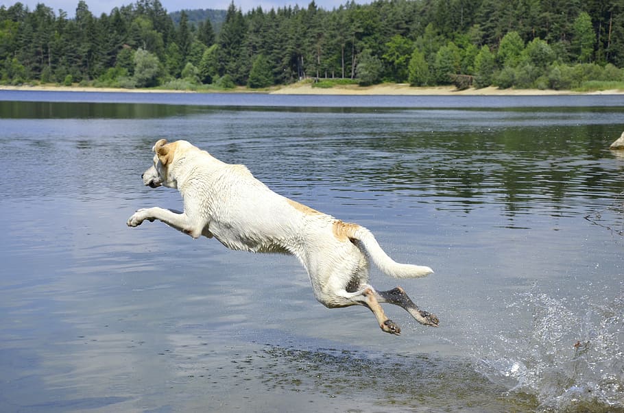 HD wallpaper: white dog jumped on body of water during daytime ...
