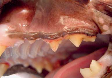 Generalized gingivitis. Pronounced gum edema from the canine to the carnassial; spontaneous bleeding around PM3